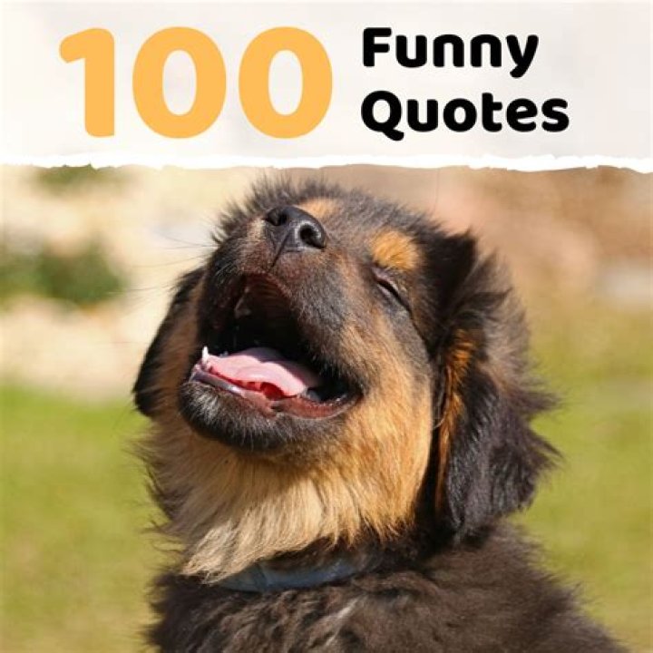 100 Funny Sayings, Quotes, and Phrases Holidappy
