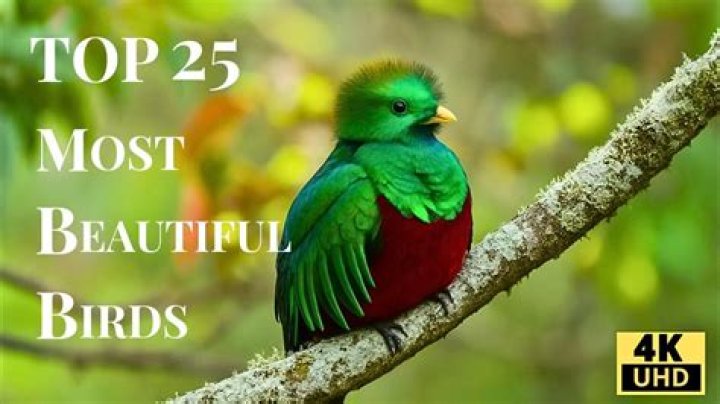 25 Most Beautiful Birds In The World Pictures