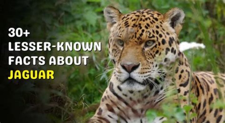 30 Lesser Known Facts You Probably Didn&rsquo;t Know About Ron Perlman