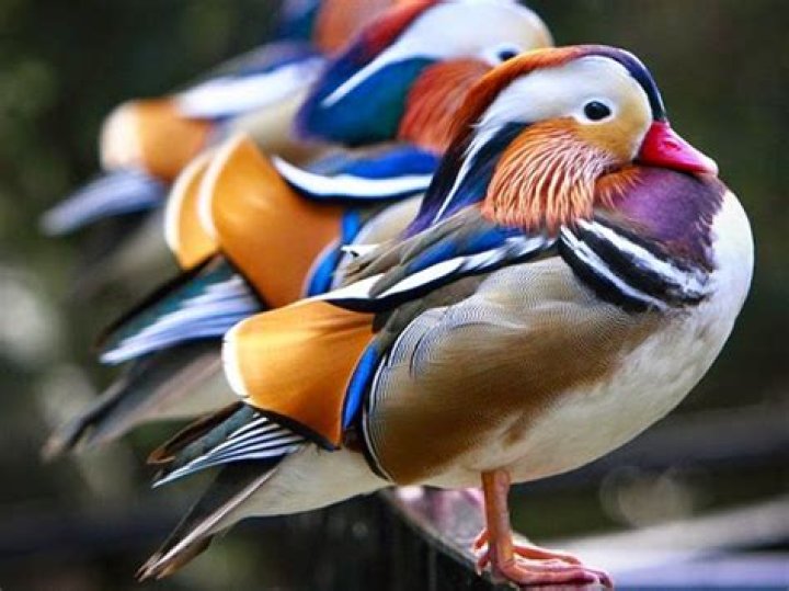 Amaze7 22 Most Beautiful Birds In The World