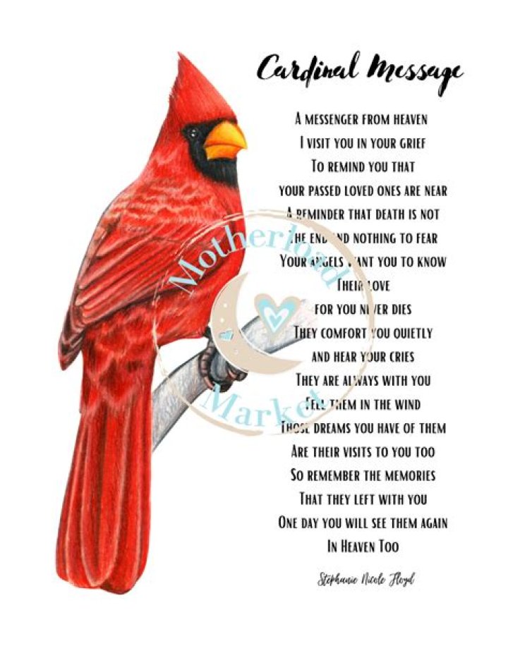 Cardinal Bird Quote / Red Cardinal Bird Quotes Birds Pinterest