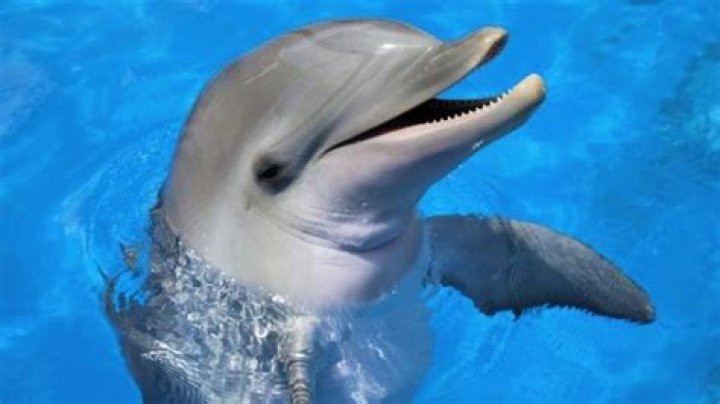 Dolphins have human personality traits &bull;