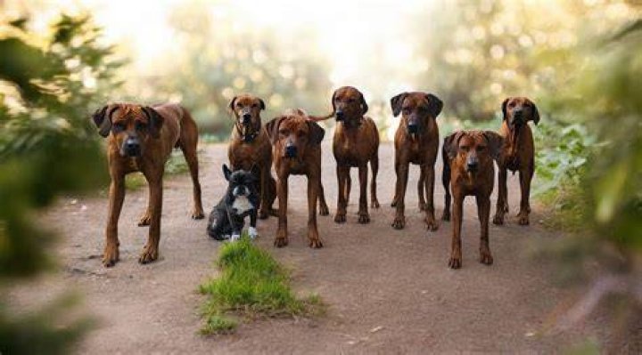 Famous Rhodesian Ridgebacks PetTime