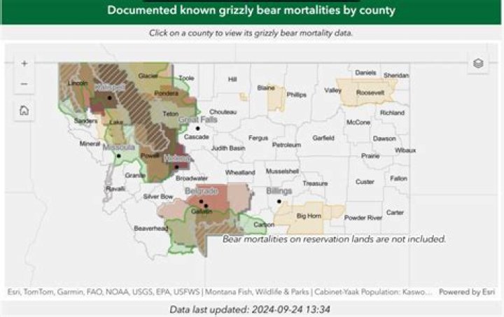 FWP News Grizzly bear killed by Whitefish men in self defense