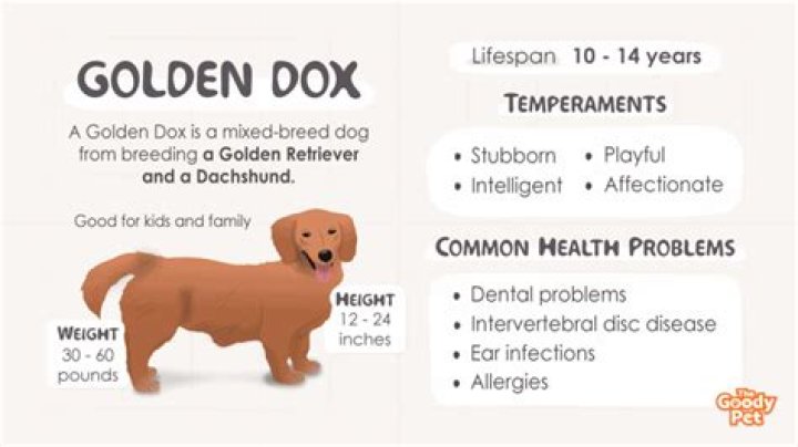 Golden Dox 101 what you need to know before getting one Animalso