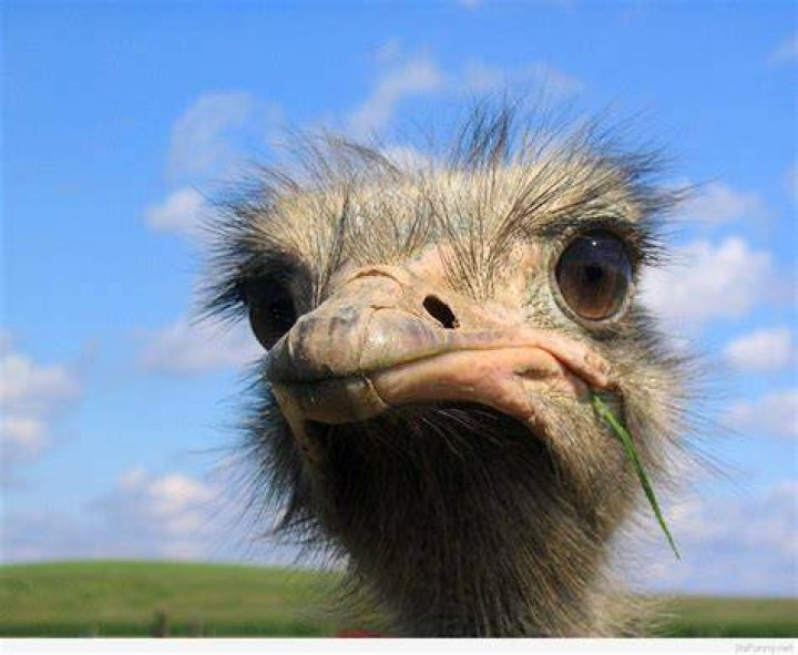 Pics Photos Funny Animals Funny Things