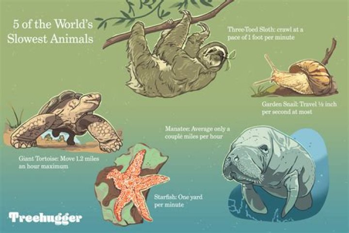 SLOWEST ANIMALS IN THE WORLD
