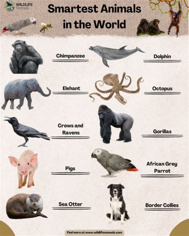 Smartest Animals 12 Species That Are Truly Genius Reader's Digest