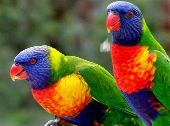 The Most Beautiful Exotic Birds In The world Marcel Hoffmann