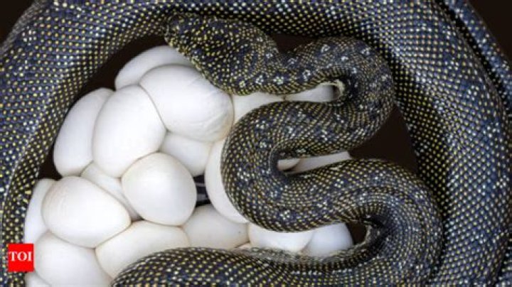 What Do Snake Eggs Look Like?
